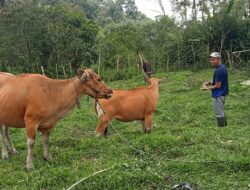 Dampak Kemarau Panjang Peternak Sapi Kesulitan Mencari Pakan