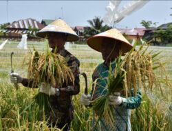 Pj. Walikota Langsa Panen Perdana Padi Program Ketahanan Pangan Gampong Matang Seulimeng