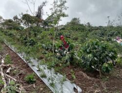 Kemarau Berkepanjangan, Hasil Panen Cabe Menurun Drastis, Petani Minta Perhatian Pemkab Aceh Tengah