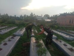 Babinsa Menjadi Pilar Penting Dalam Mewujudkan Ketahanan Pangan Melalui Pendampingan Aktif Terhadap Petani Cabe