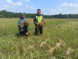 Serda Rasidi Babinsa Bersama Petani Sinergi Pasca Panen Padi untuk Kesejahteraan Petani