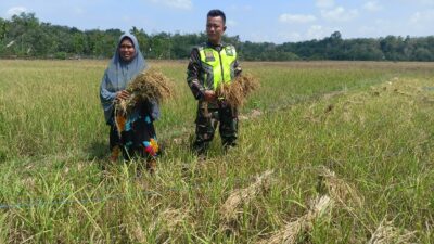 Serda Rasidi Babinsa Bersama Petani Sinergi Pasca Panen Padi untuk Kesejahteraan Petani