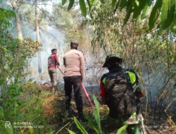 Lahan Pinus Aceh Tengah Terbakar