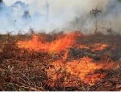 Cuaca Kemarau Ekstrim Bisa Memicu Kebakaran