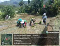 Wujudkan TNI Manunggal,Babinsa Bantu Petani Tanam Padi