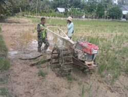 Dampingi Petani, Babinsa Air Tenang Bajak Sawah Di Wilayahnya