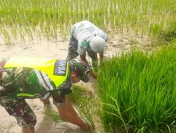 Penuh Semangat Babinsa Sungai Kuruk Bantu Petani Cabut Bibit Padi