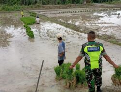 Babinsa Turun Ke Sawah, Dampingi Proses Pindah Tanam Bibit Padi Petani