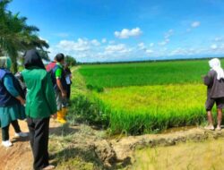 Sinergitas Penyuluh dan POPT Kecamatan Bendahara Lakukan Monitoring