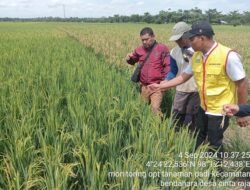 Atasi Penyakit Padi “Potong Leher” Distanbunnak Kabupaten Aceh Tamiang, Gerak Cepat Membantu