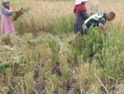 Upaya Bhabinsa Dalam Membantu Petani Panen Padi Untuk Mensukseskan Ketahanan Pangan Secara Nasional