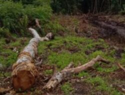 Hutan Ditebang, Lahan Hutan Lindung diperjual-belikan Kampung Simpur Kabupaten Bener Meriah Merajalela