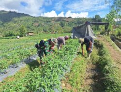 Babinsa Membantu Warga Membersihkan Rumput di Kebun Cabai