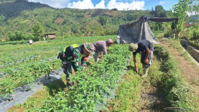 Babinsa Membantu Warga Membersihkan Rumput di Kebun Cabai