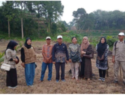 Tamiang Uji Tanam Padi Darat di Lahan PSR