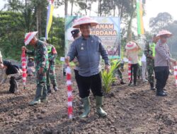 Lahan PSR Digunakan Pemkab Aceh Tamiang Tanam Padi Gogo Untuk Ketahanan Pangan