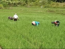 Peran Optimal Babinsa Sukseskan Ketahanan Pangan