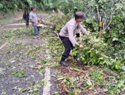 Respon Cepat, Polsek Linge Bersihkan Pohon Tumbang, Jalan Takengon – Blang Kejeren KM 24 Normal Kembali