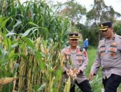 Kapolres Aceh Tengah Tinjau Lahan Produktif dan P2B Dukung Ketahanan Pangan
