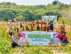 Polres Aceh Tengah Gelar Panen Raya Jagung di Lahan Produktif Arul Gading, Capai 3.500 Kg