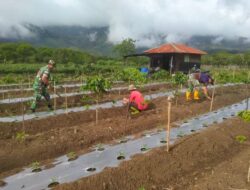 Wujudkan Petani Produktif, Babinsa Dampingi Perawatan Tanaman Cabe