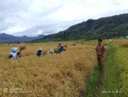 Kegembiraan Ibu-Ibu Kampung Uring Saat Memotong Padi