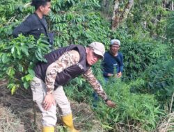 Polres Bener Meriah Ungkap Ladang Ganja Tersembunyi di Kebun Kopi, Satu Pelaku Diamankan