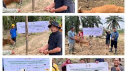 BAZNAS Bekasi, Salurkan 8 Ekor Sapi Untuk Meugang