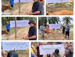 BAZNAS Bekasi, Salurkan 8 Ekor Sapi Untuk Meugang